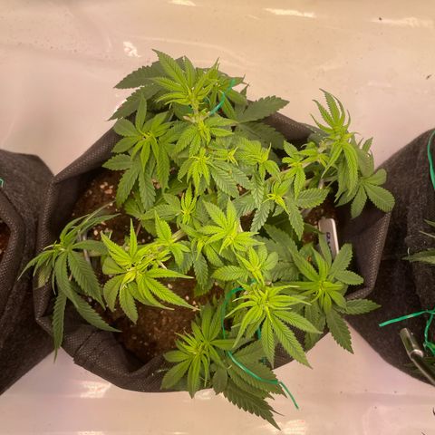 runtz growlog timeline photo