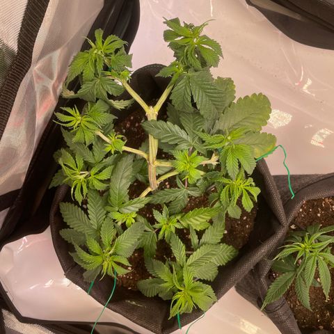pink kush growlog timeline photo