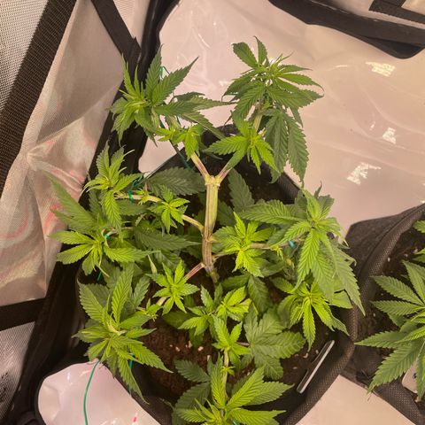 pink kush growlog timeline photo