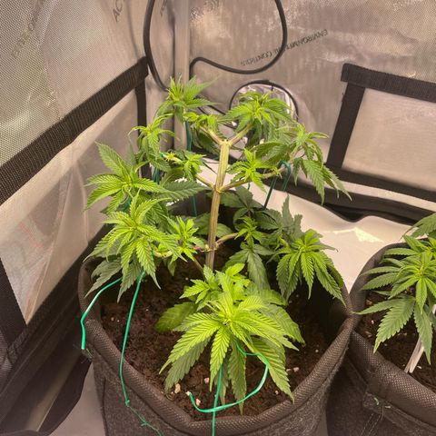 pink kush growlog timeline photo