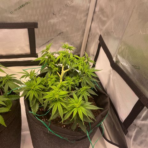 wedding cake growlog timeline photo
