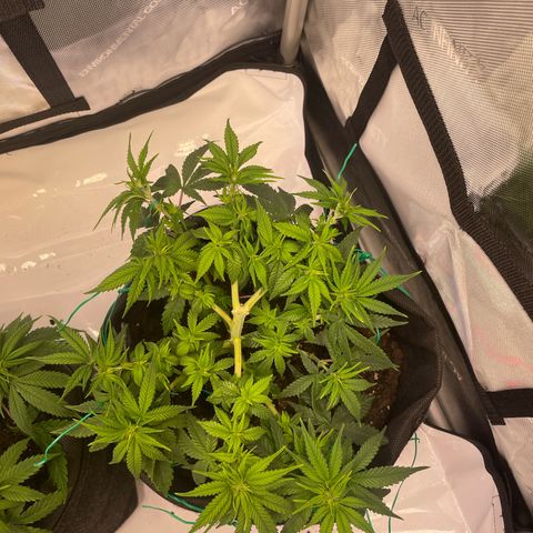 wedding cake growlog timeline photo