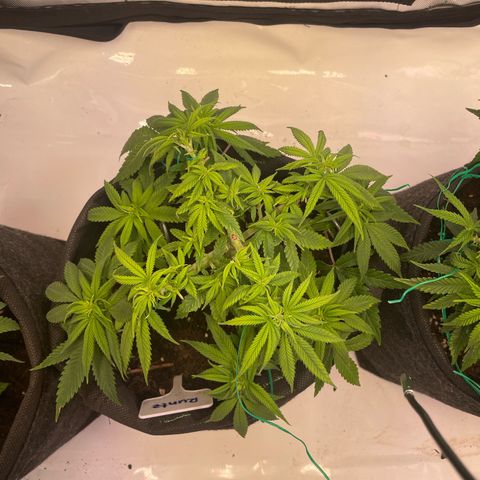 runtz growlog timeline photo