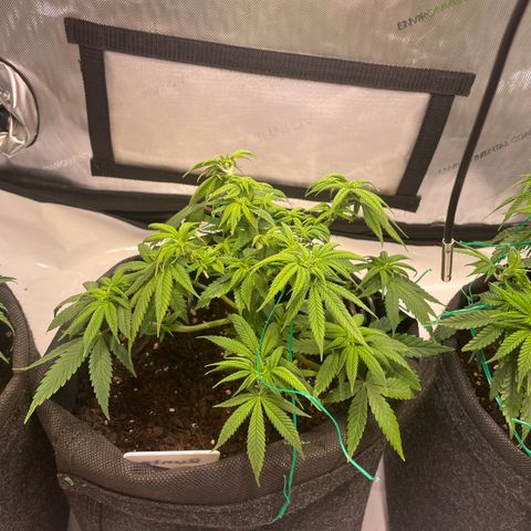 runtz growlog timeline photo