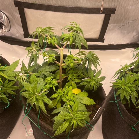 pink kush growlog timeline photo