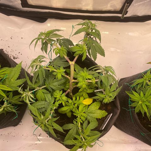 pink kush growlog timeline photo