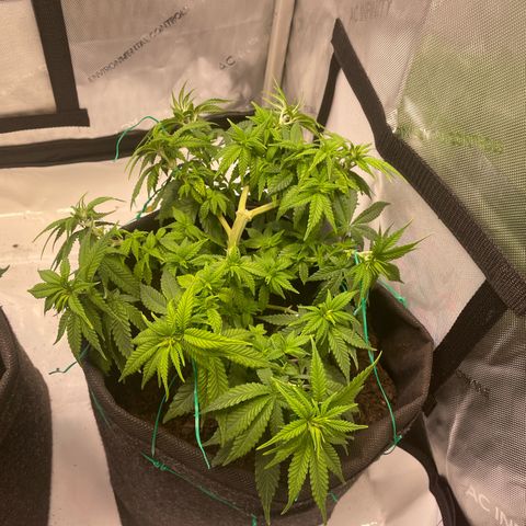 wedding cake growlog timeline photo