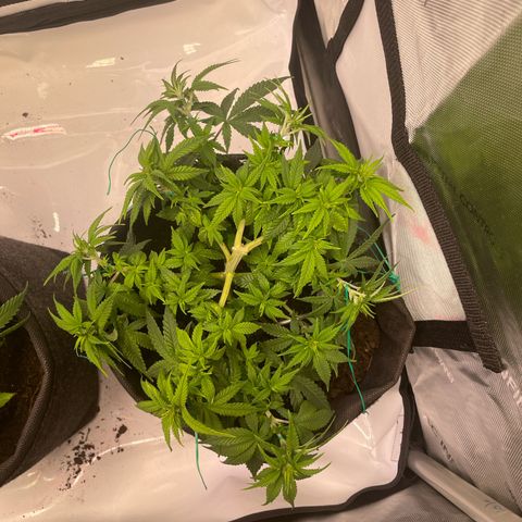 wedding cake growlog timeline photo