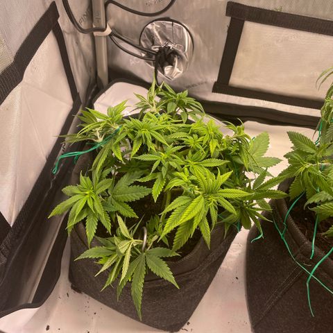 runtz growlog timeline photo