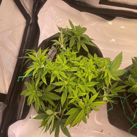 runtz growlog timeline photo