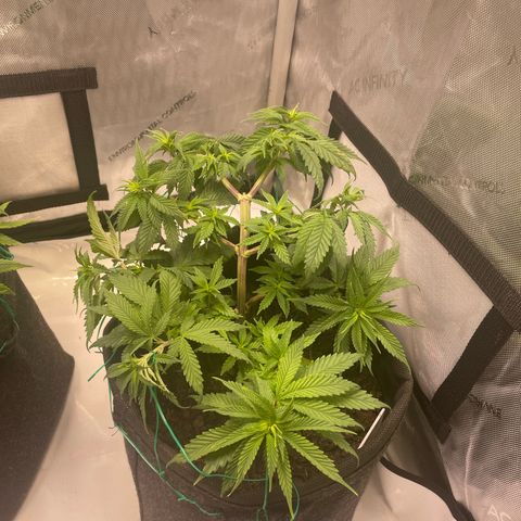 pink kush growlog timeline photo