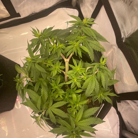 pink kush growlog timeline photo