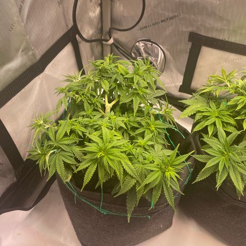 wedding cake growlog timeline photo