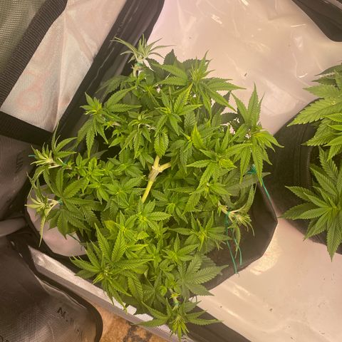 wedding cake growlog timeline photo