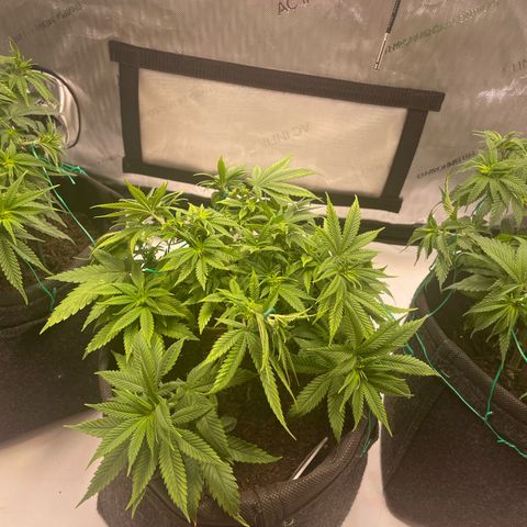 runtz growlog timeline photo