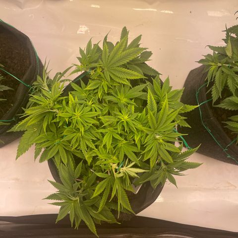 runtz growlog timeline photo
