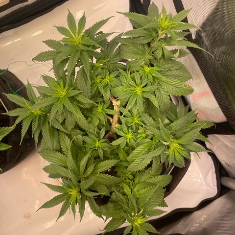 pink kush growlog timeline photo