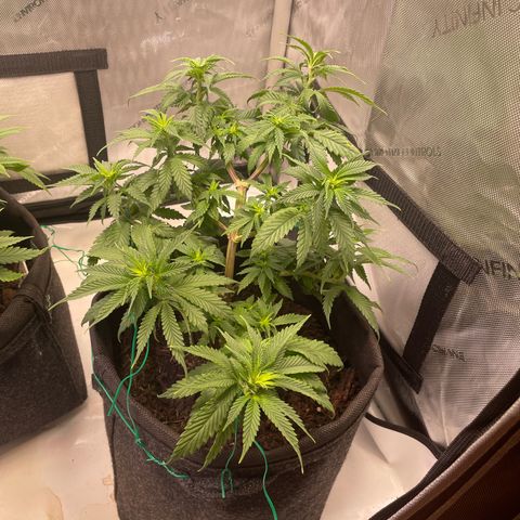 pink kush growlog timeline photo