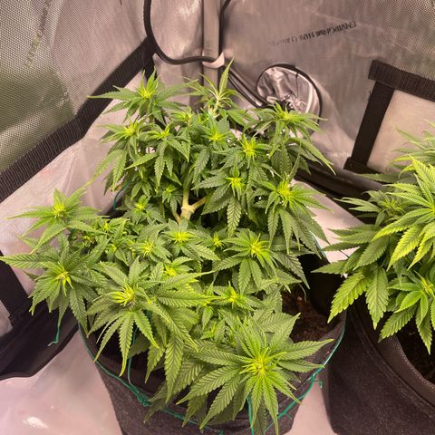 wedding cake growlog timeline photo