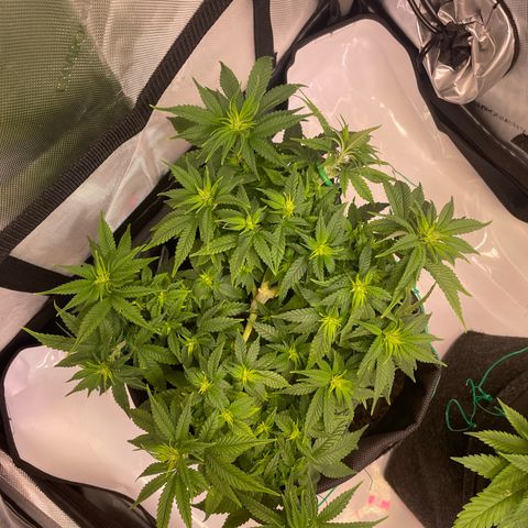 wedding cake growlog timeline photo