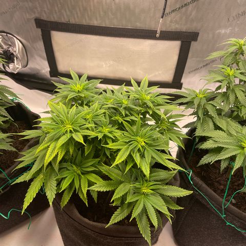 runtz growlog timeline photo