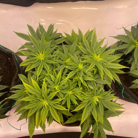 runtz growlog timeline photo