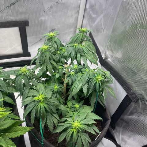pink kush growlog timeline photo