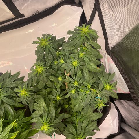pink kush growlog timeline photo
