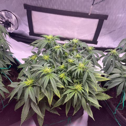 runtz growlog timeline photo