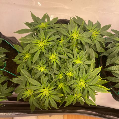 runtz growlog timeline photo
