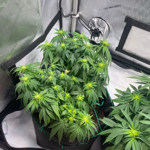 wedding cake growlog timeline photo