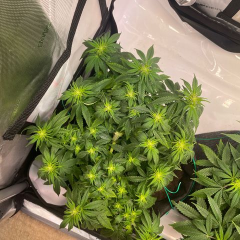 wedding cake growlog timeline photo
