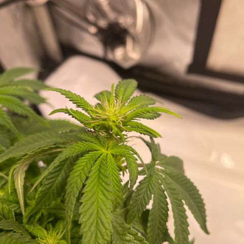wedding cake growlog timeline photo