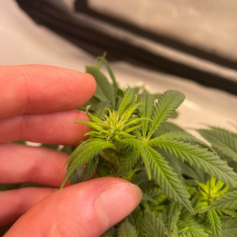 runtz growlog timeline photo