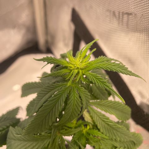 pink kush growlog timeline photo
