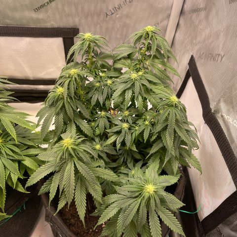 pink kush growlog timeline photo