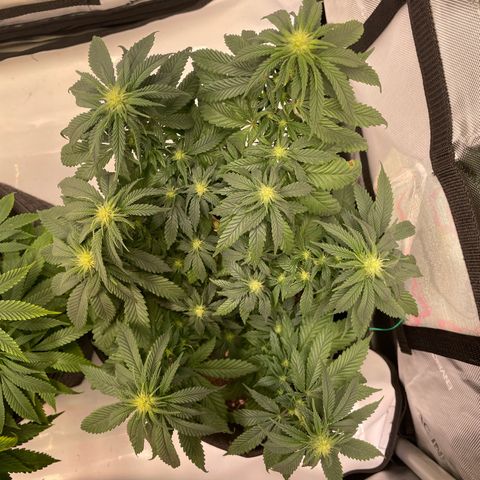 pink kush growlog timeline photo