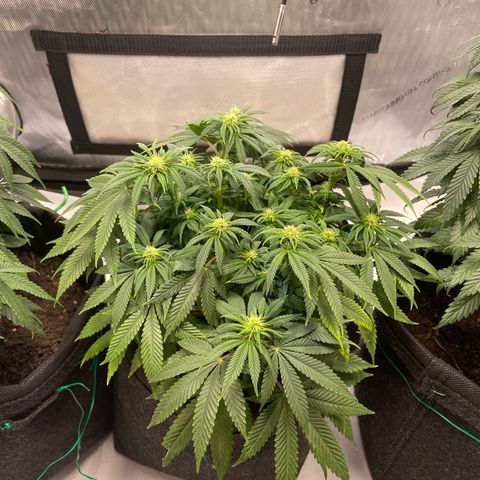 runtz growlog timeline photo