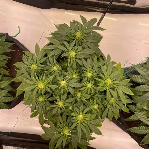 runtz growlog timeline photo