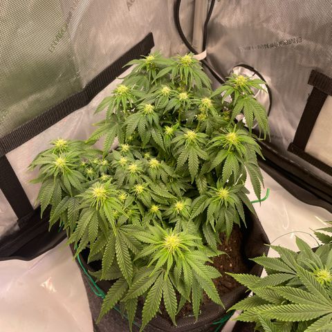 wedding cake growlog timeline photo