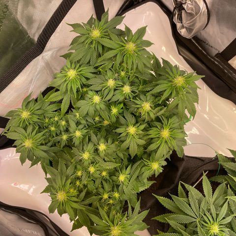 wedding cake growlog timeline photo