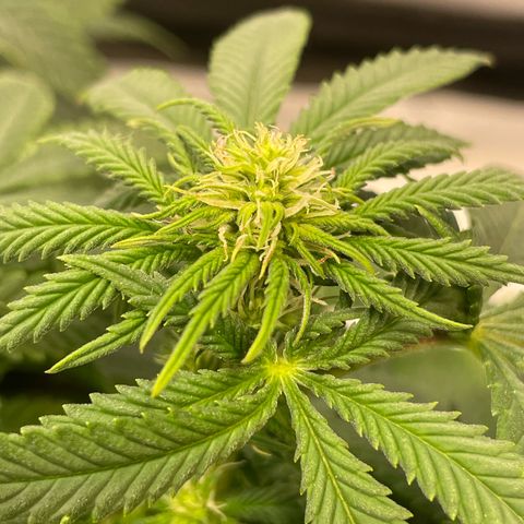 runtz growlog timeline photo