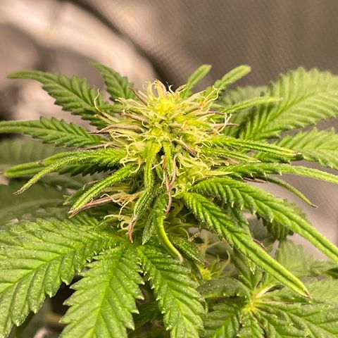 wedding cake growlog timeline photo