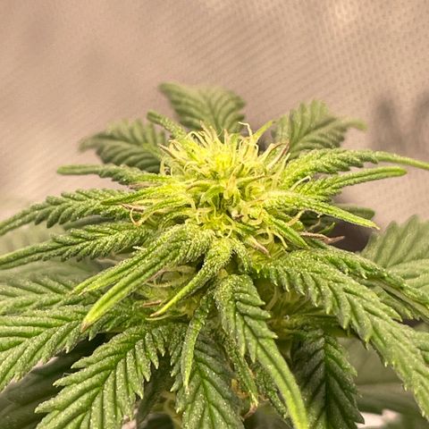 pink kush growlog timeline photo