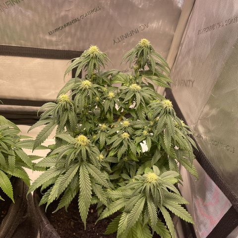 pink kush growlog timeline photo