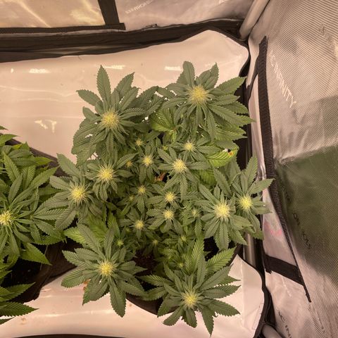 pink kush growlog timeline photo