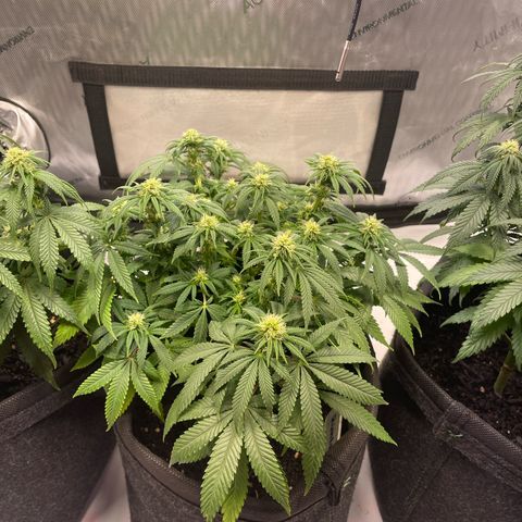 runtz growlog timeline photo