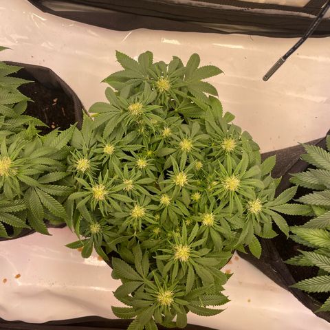 runtz growlog timeline photo