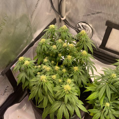 wedding cake growlog timeline photo