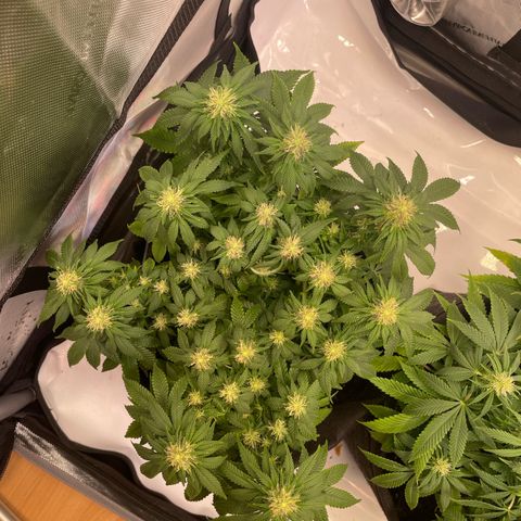 wedding cake growlog timeline photo